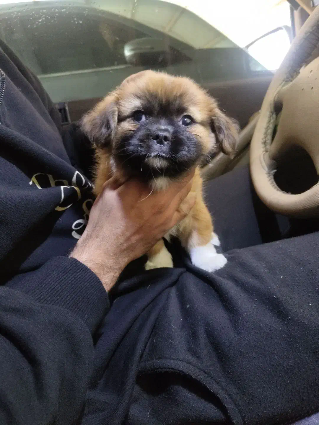 توله سگ|سگ|جم, |دیوار