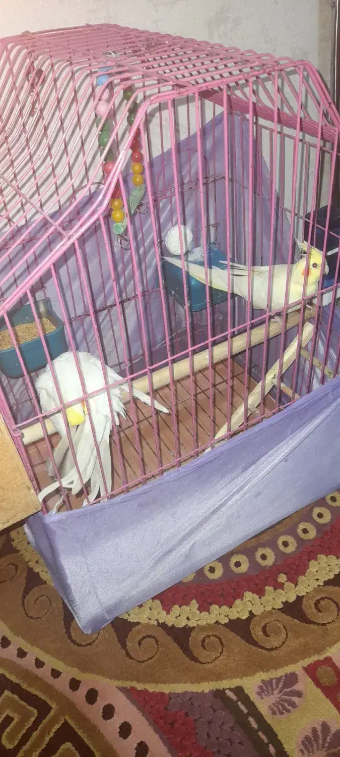 یک جفت عروس هلندی نروماده بالغ باجوجه کپشن بخونید|پرنده|پاکدشت, پاکدشت (مامازند)|دیوار