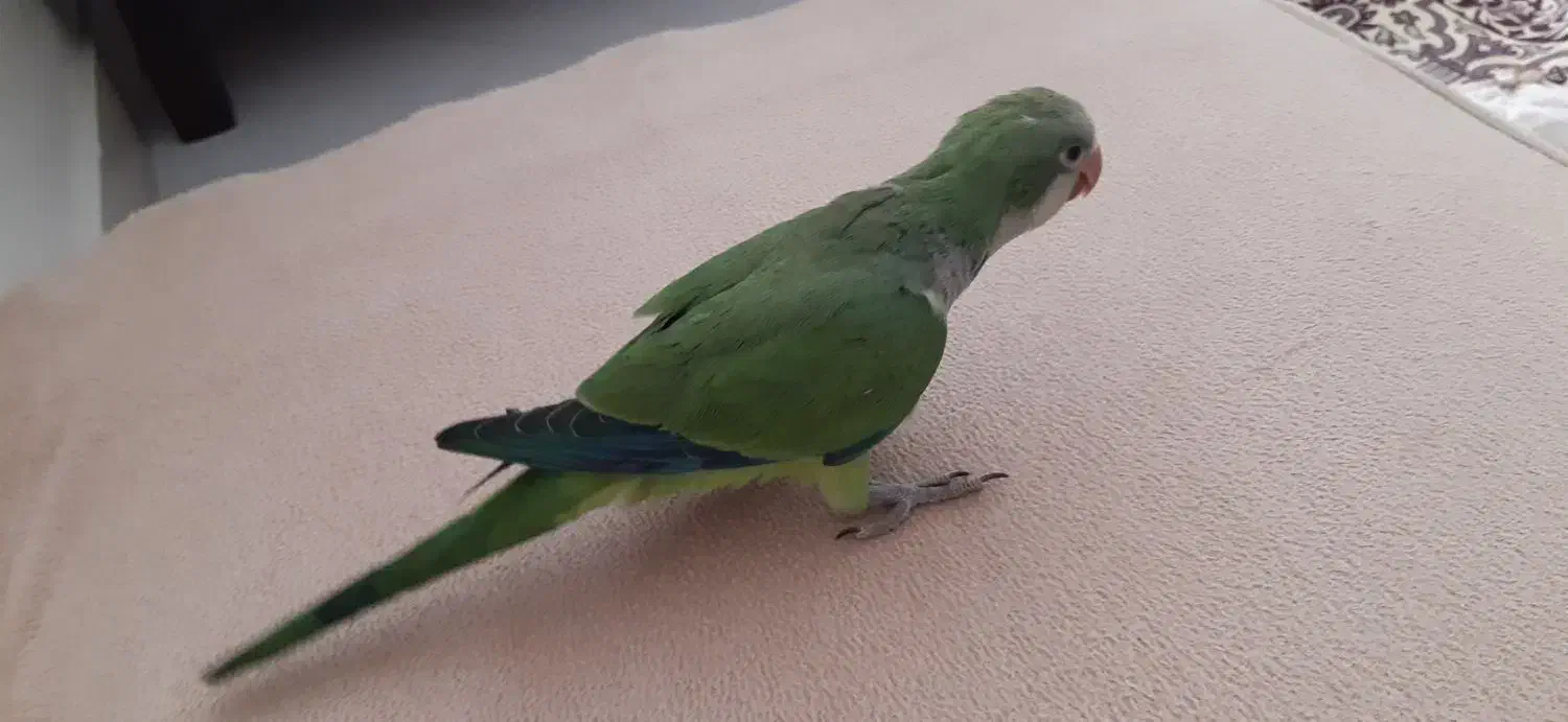 طوطی راهب ۴ ماهه سخنگو|پرنده|کرج, شاهین‌ویلا|دیوار