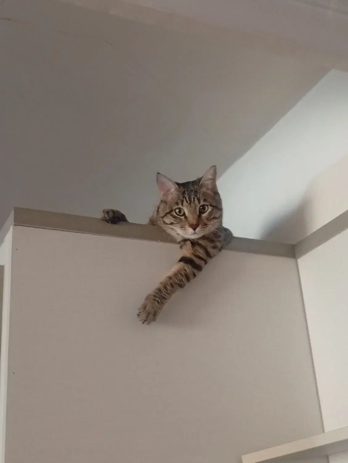 واگذاری رایگان گربه نر|گربه|فردیس, ثابتی|دیوار