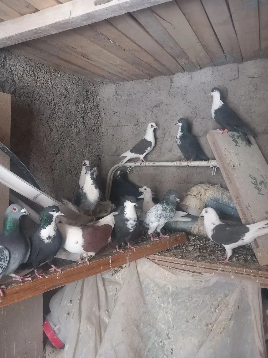 کفتر رنگی|پرنده|تربت‌حیدریه, شهید بهشتی|دیوار