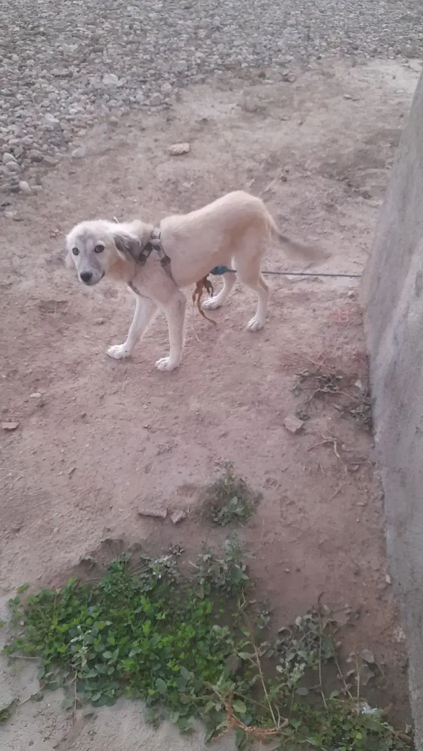 واگذاری سگ پا کوتاه|سگ|گنبد کاووس, |دیوار