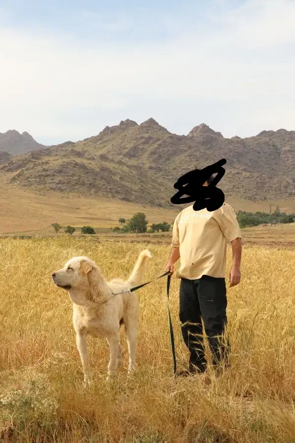 سایماز|سگ|تهران, تهران‌ویلا|دیوار