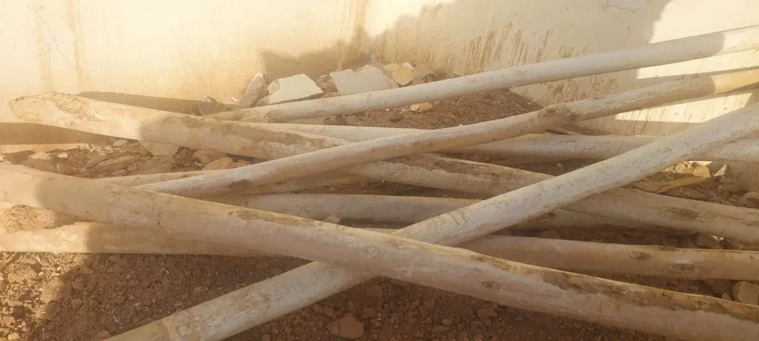 چوب چنار صنوبری|عمدهفروشی|زاگرس, |دیوار