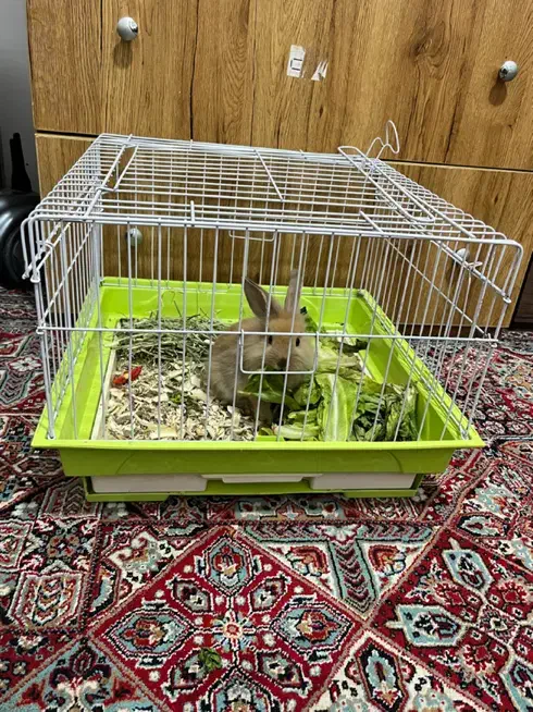 خرگوش مینیاتوری|موش و خرگوش|کرمان, |دیوار