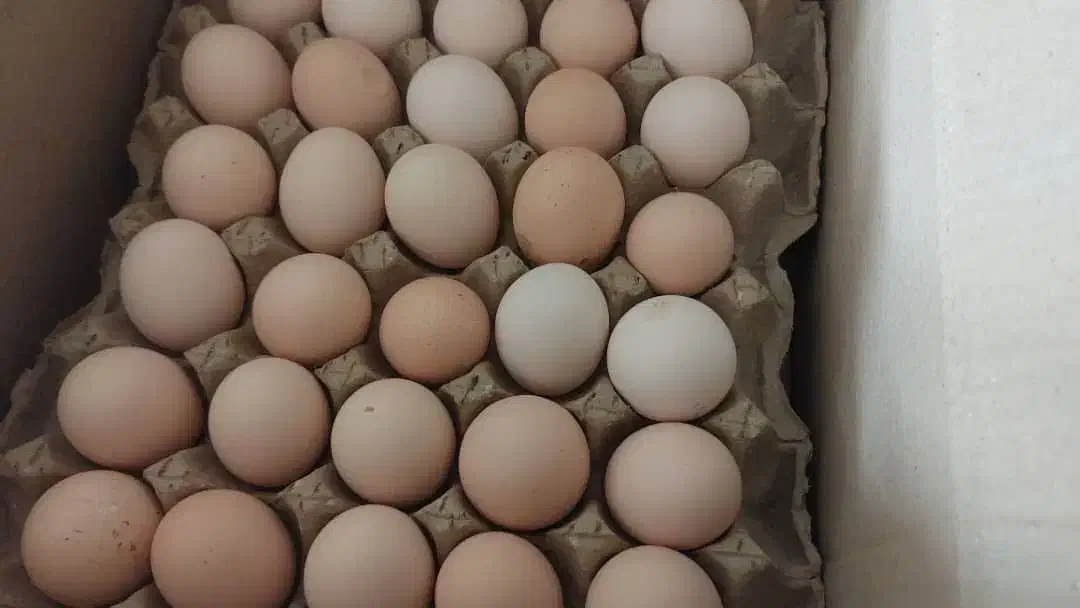 تخم مرغ محلی|خوردنی و آشامیدنی|زنجان, |دیوار