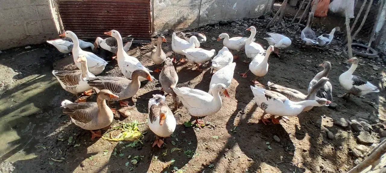 غاز|حیوانات مزرعه|طاهرگوراب, |دیوار