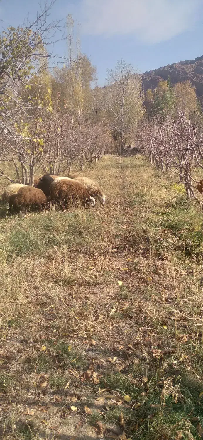 بره شیشک چاق|حیوانات مزرعه|فیروزکوه, |دیوار