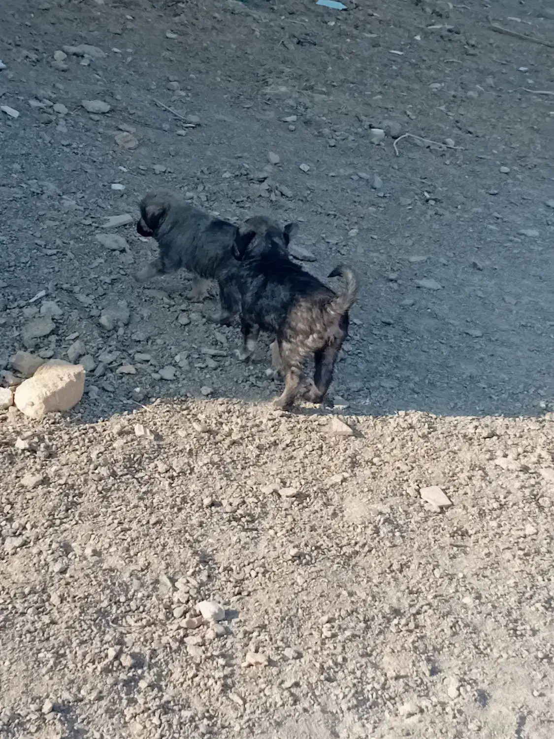 دو عدد توله نر دورگ هیکلی|سگ|زابل, |دیوار