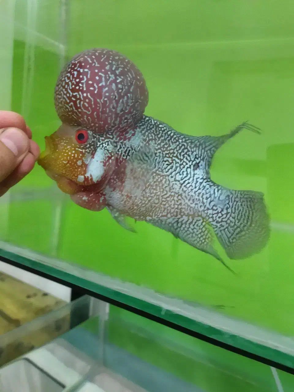 ماهی فلاور تایلندی|ماهی|شاهرود, |دیوار