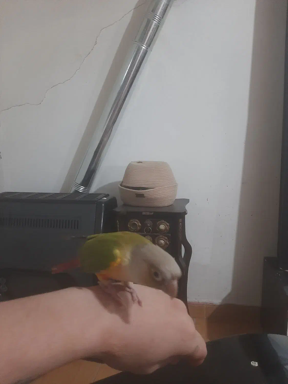 طوطی گیرینچیک رام سخنگو۸کلم حرف میزنه، معاوضه دارم|پرنده|بومهن, |دیوار