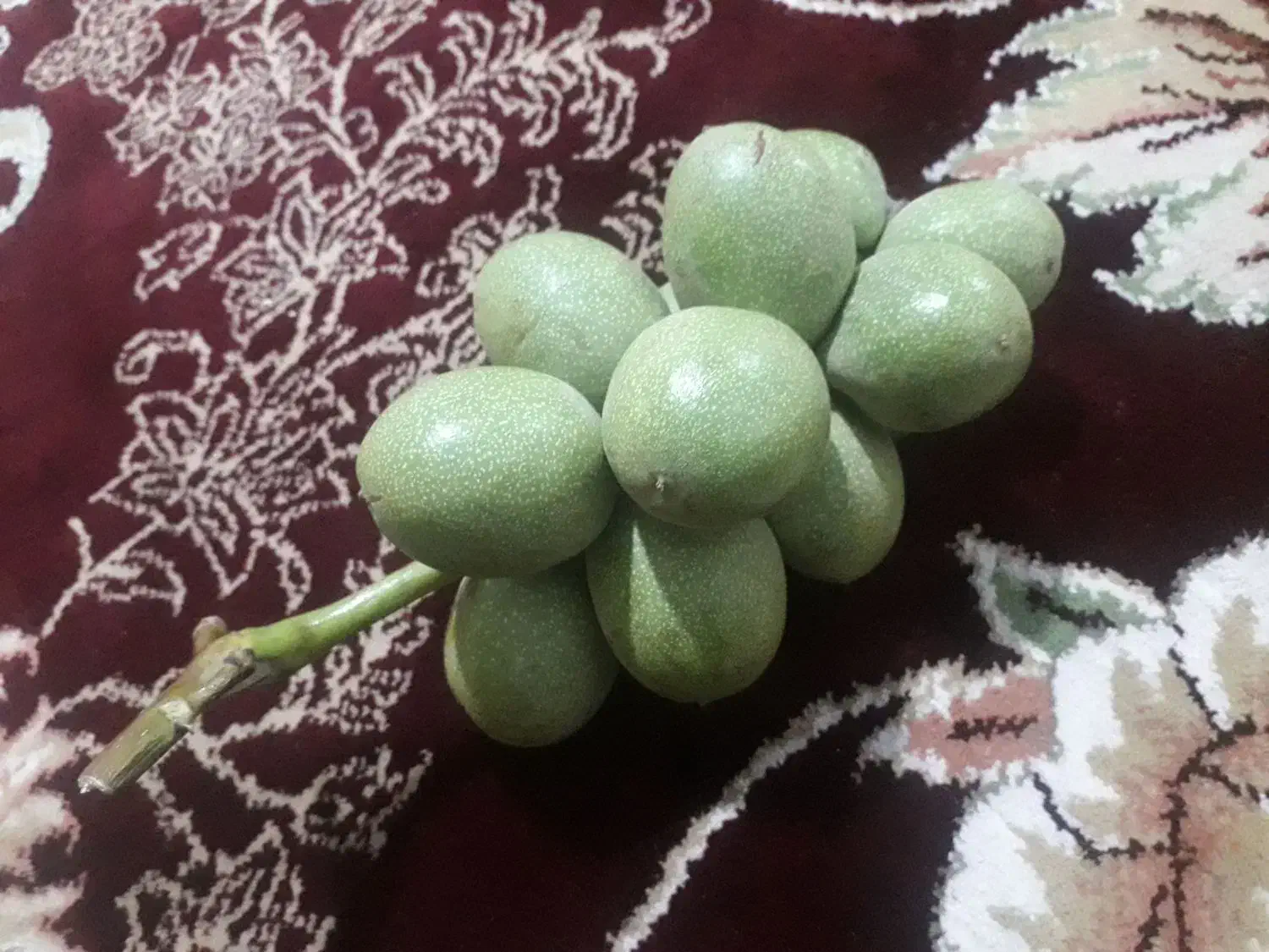 حاصل گیردوی ۱۴۰۴|خوردنی و آشامیدنی|قم, علی آباد|دیوار