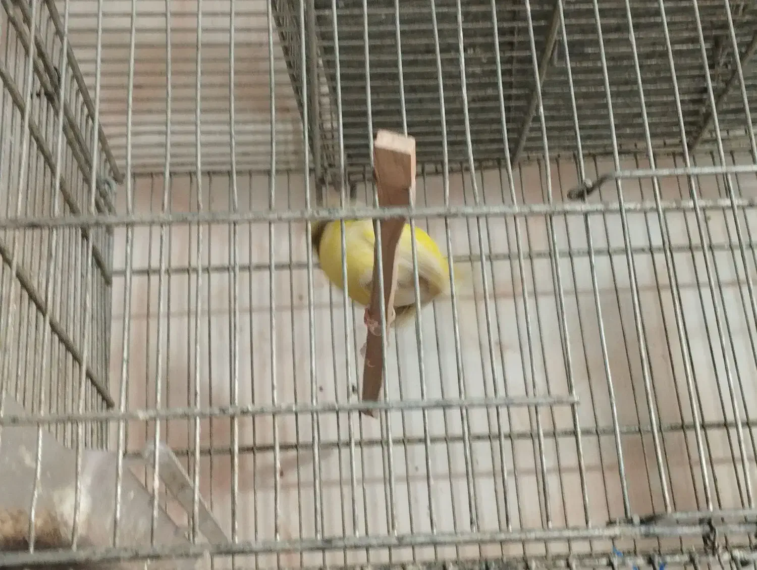 قناری اوپال اصل|پرنده|پاکدشت, پاکدشت (مامازند)|دیوار