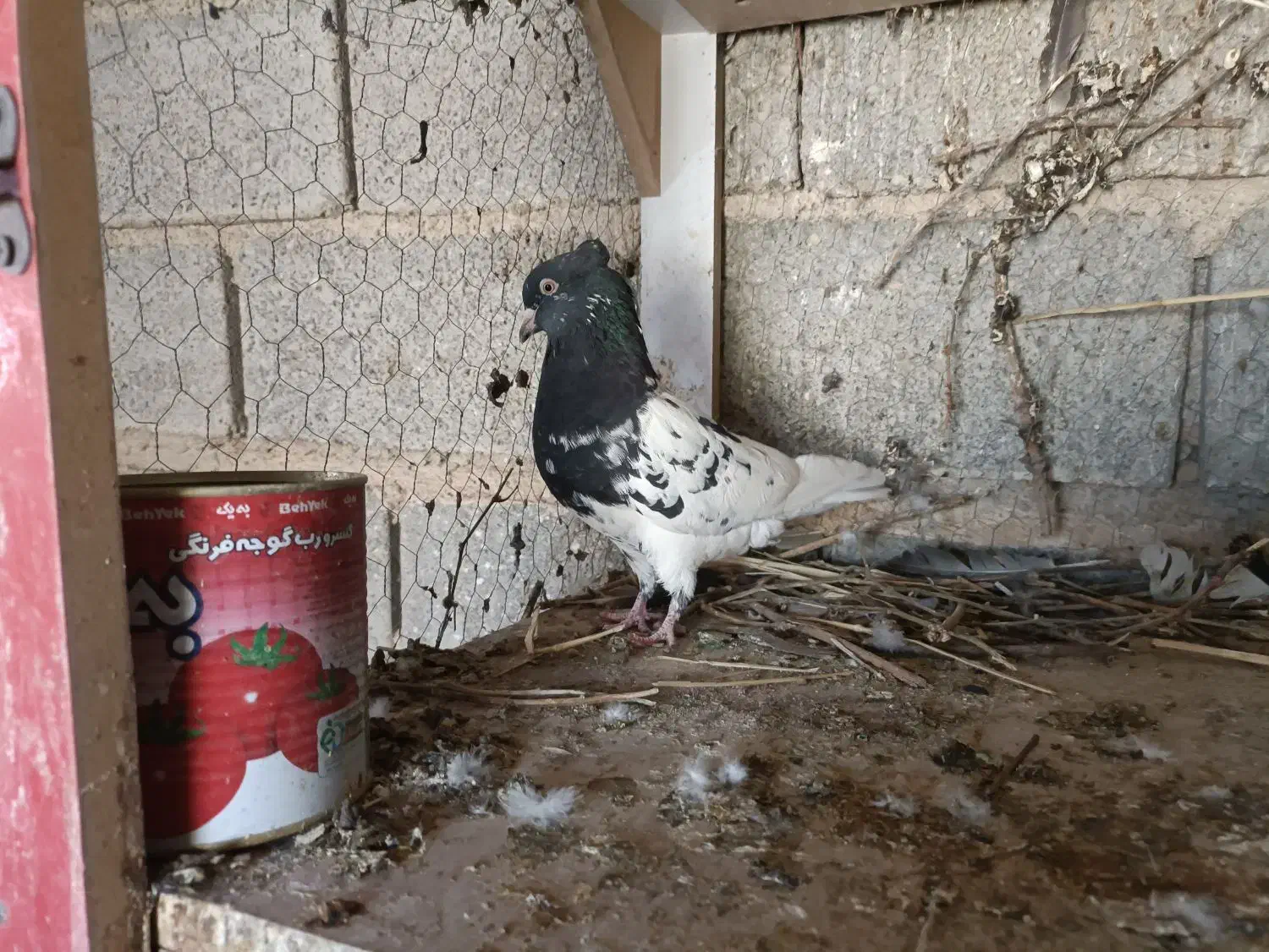 کله ماده|پرنده|شیراز, شهرک گلها|دیوار