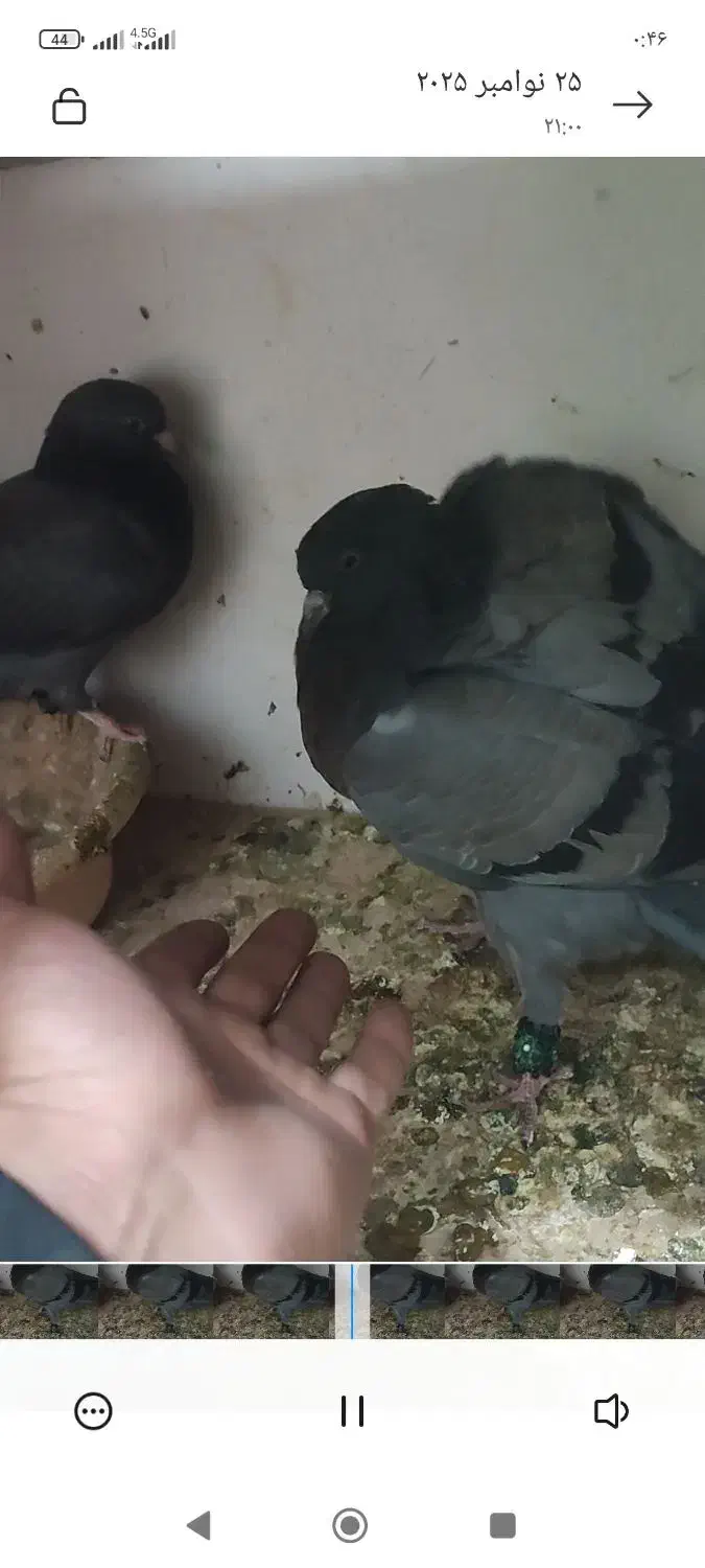 دوتا جوجه سبز از لانه بلند شدن|پرنده|همدان, |دیوار