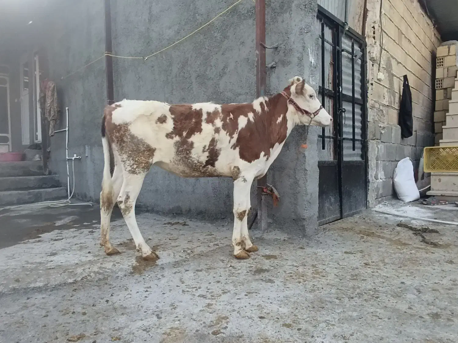 گوساله سیمینتال|حیوانات مزرعه|بیلوار, |دیوار