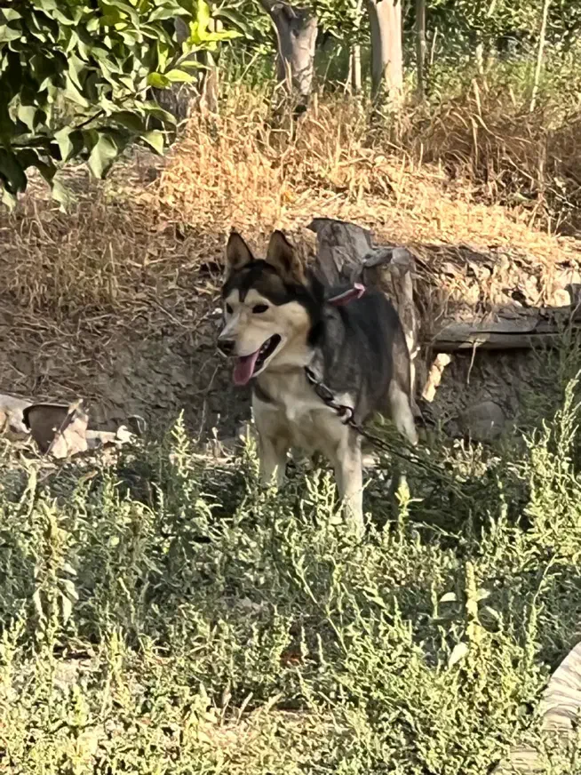 سگ هاسکی نر|سگ|شیروان (خراسان), |دیوار