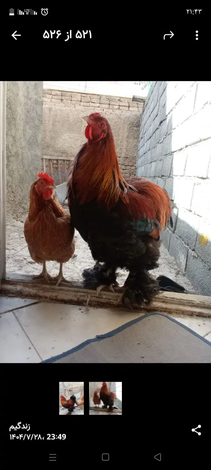 خروس برهما شاداب و سرحال|حیوانات مزرعه|محمدشهر, کوی بهار|دیوار