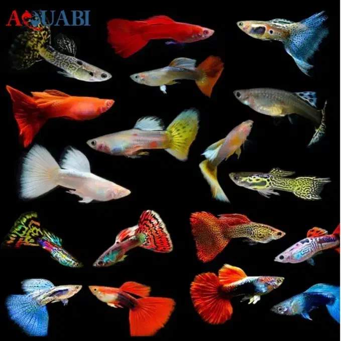 ماهی گوپی|ماهی|خرمشهر, |دیوار