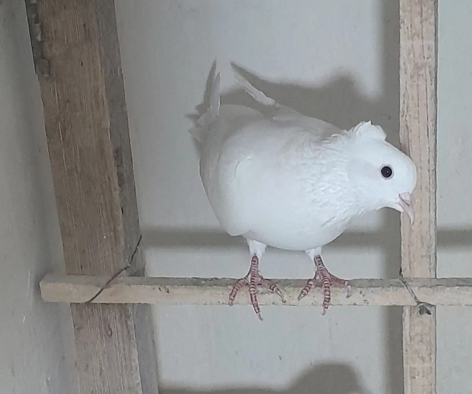 کبوتر پرشی  ایرانی|پرنده|شهریار, شهرک وائین|دیوار