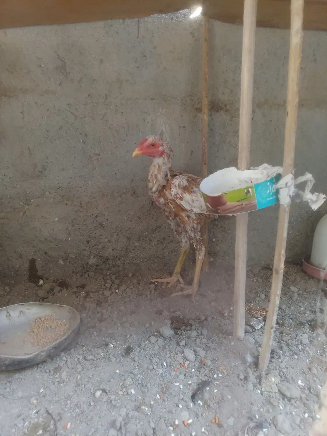 جوجه خروس|حیوانات مزرعه|میناب, |دیوار