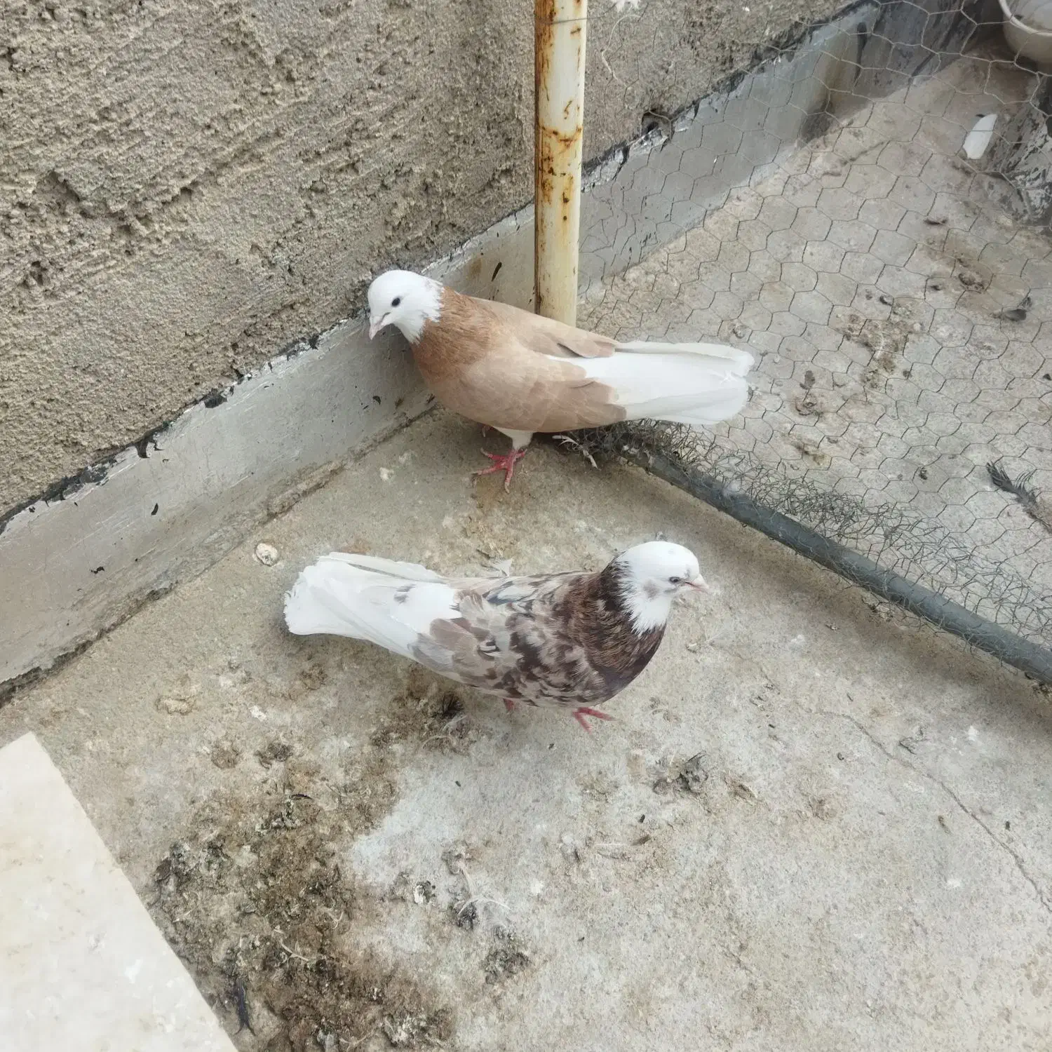 کفتر فروشی|پرنده|زارچ, |دیوار