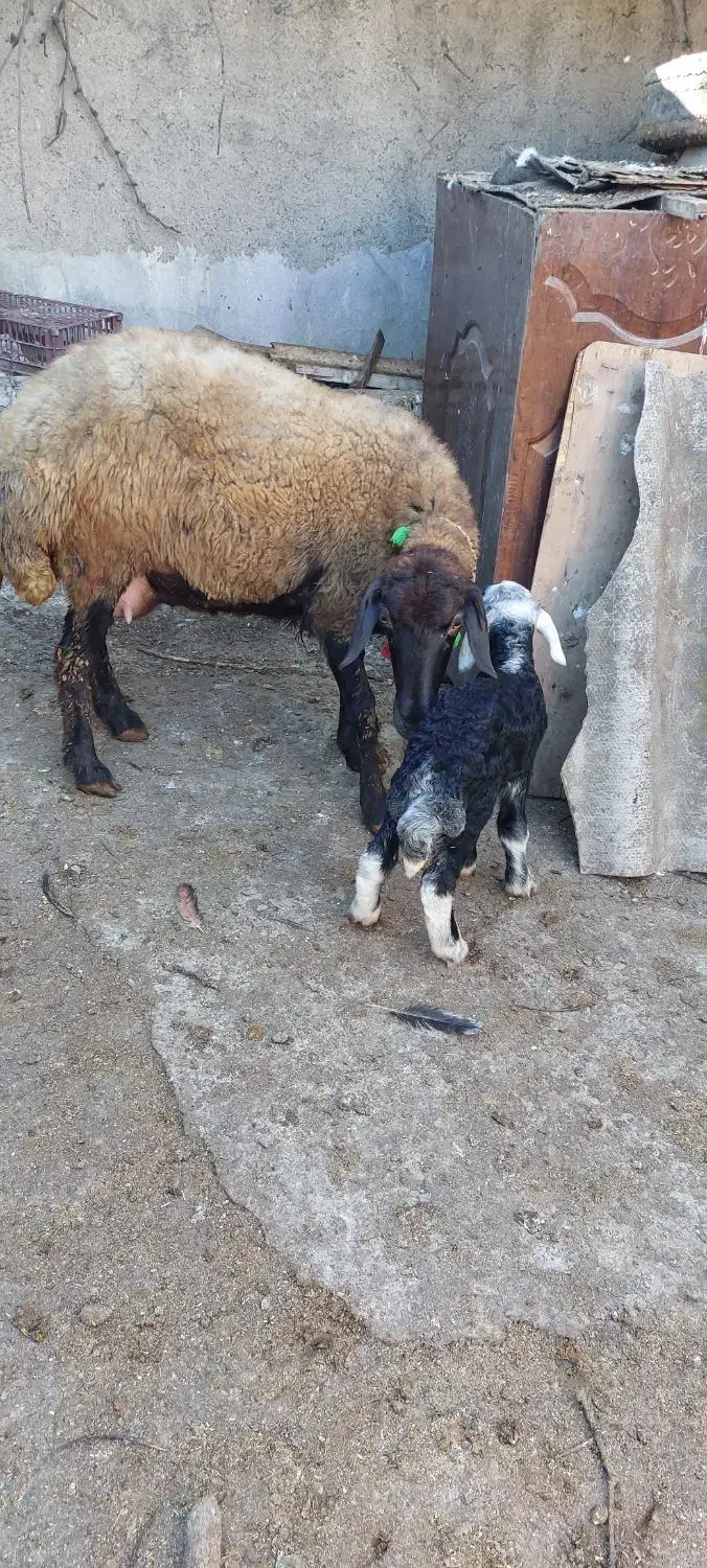 گوسفند خوب و عالی|حیوانات مزرعه|خان ببین, |دیوار