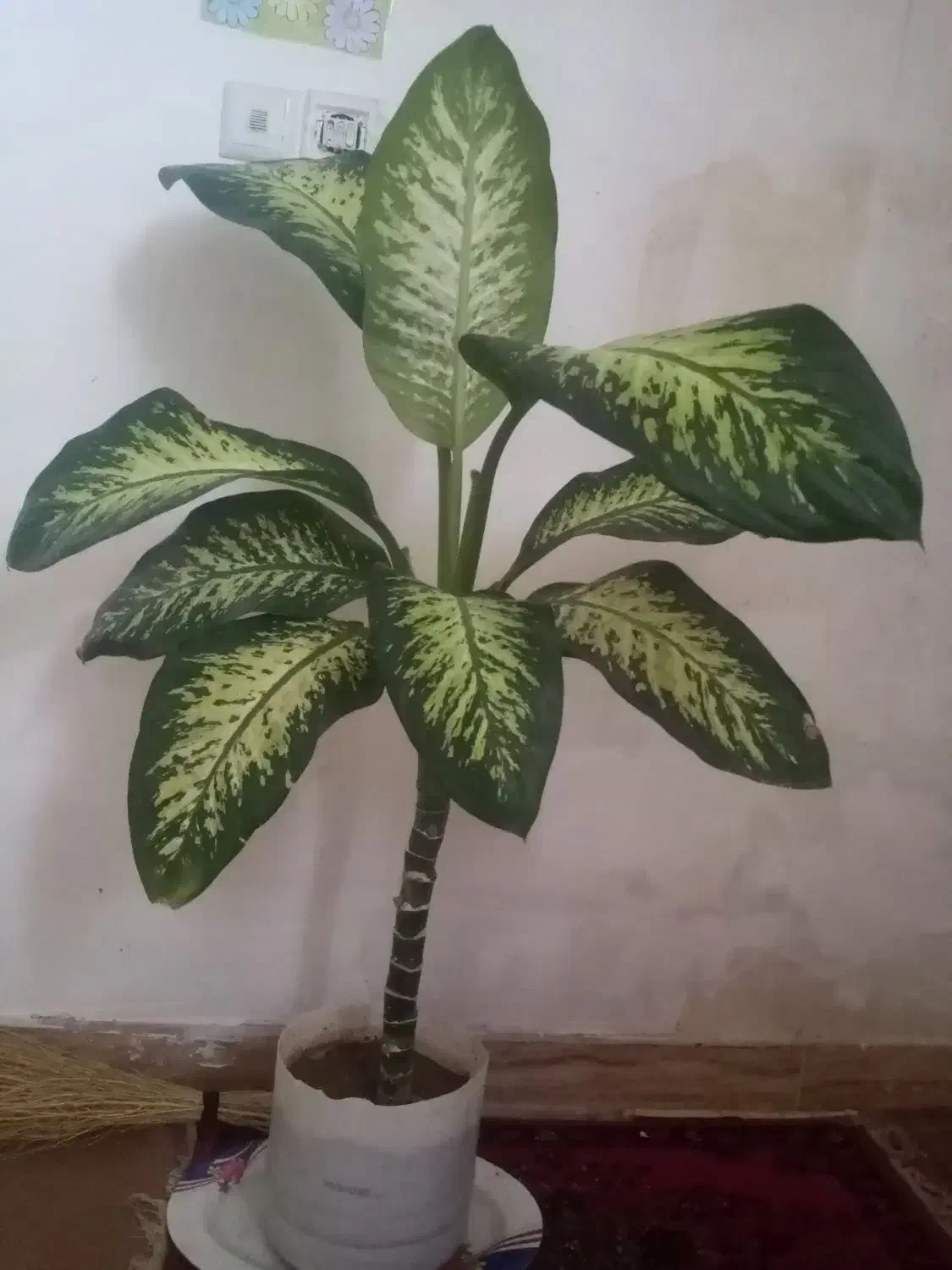 گل دیفن|گل و گیاه طبیعی|ماهیدشت, |دیوار