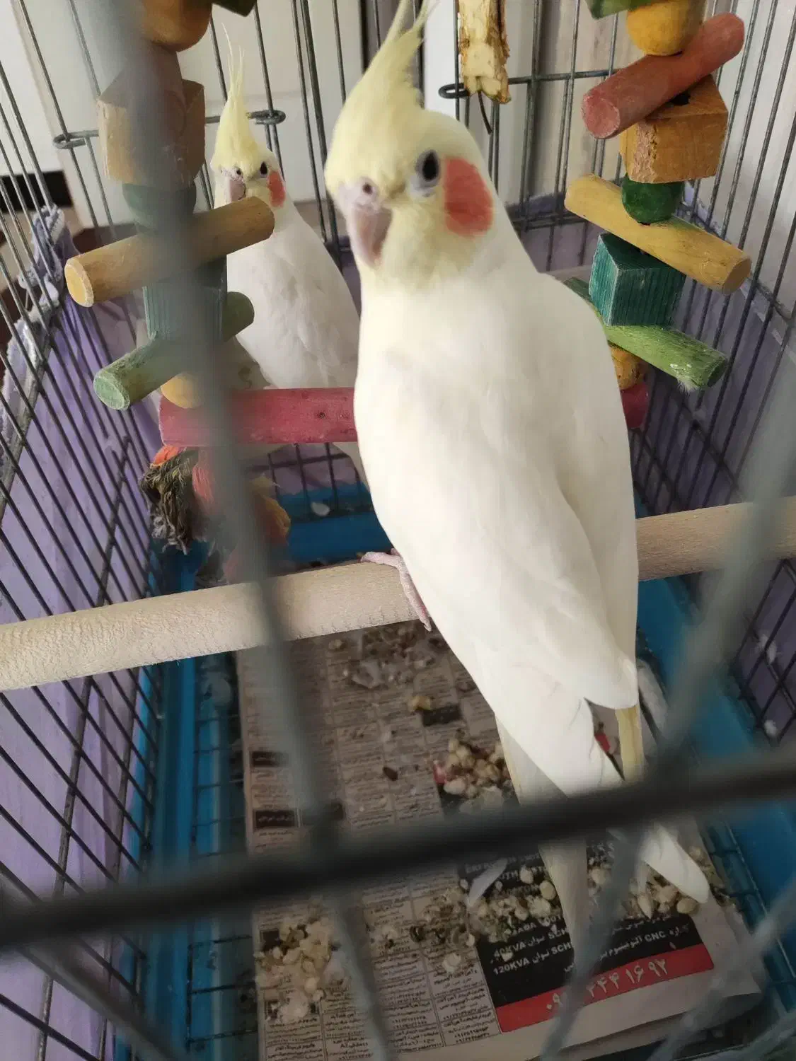 عروس هلندی لوتینو|پرنده|تهران, خزانه|دیوار