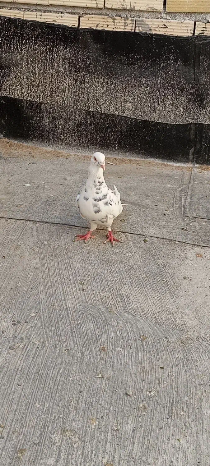 کفترخوشتیپ|پرنده|مشهد, تربیت (صدف)|دیوار