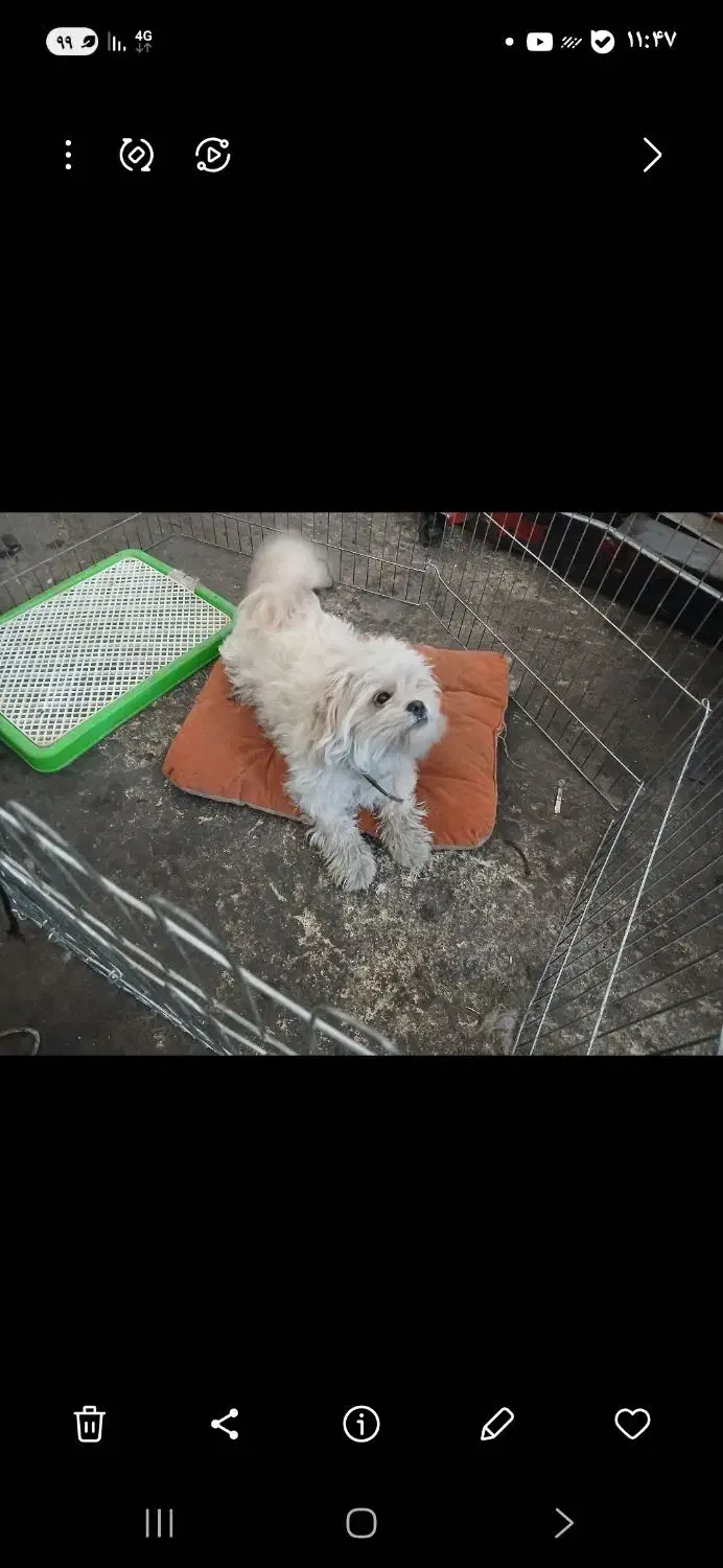 سگ خانگی|سگ|آذرشهر, |دیوار