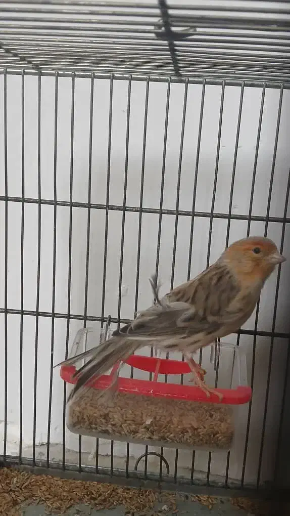 قناری|پرنده|خرم‌آباد, |دیوار