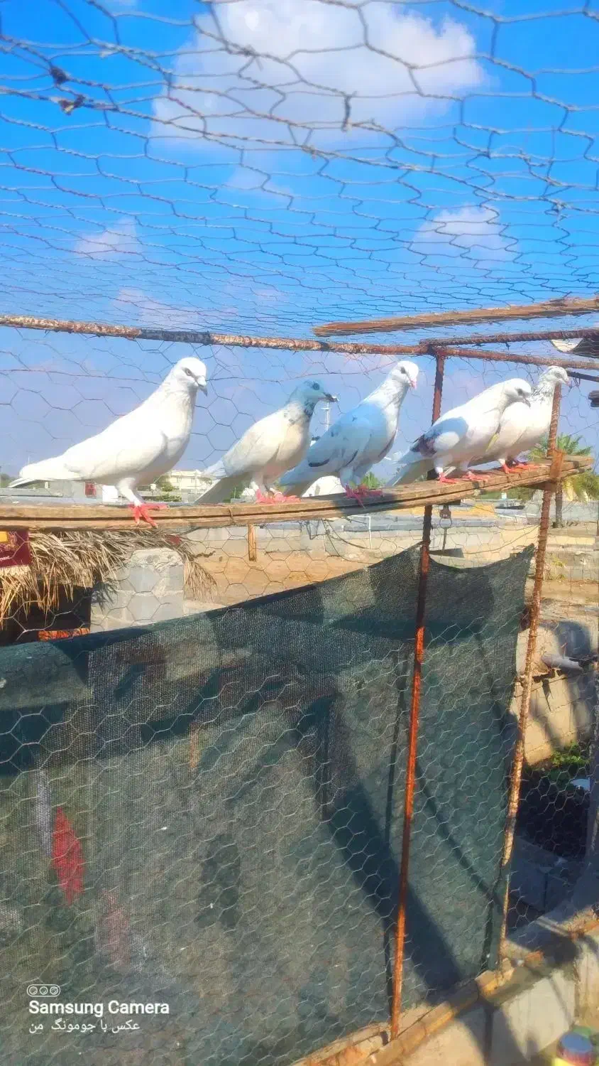 کبوتر هم پرشی|پرنده|میناب, |دیوار