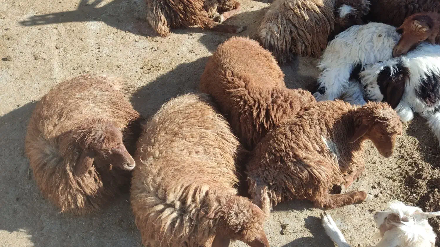 بره|حیوانات مزرعه|نورآباد, |دیوار