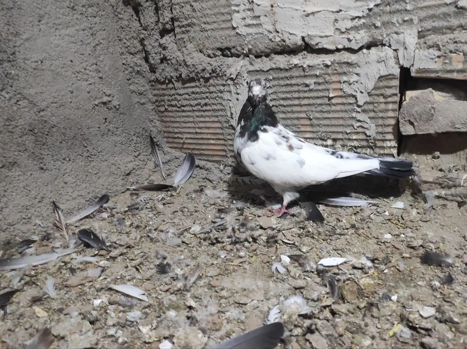 کبوتر|پرنده|پاکدشت, پاکدشت (مامازند)|دیوار