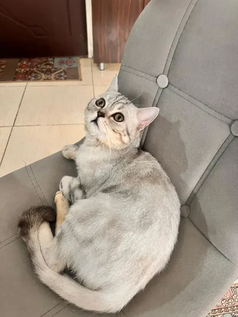 گربه اسکاتیش اصیل|گربه|کرج, اسدآباد|دیوار