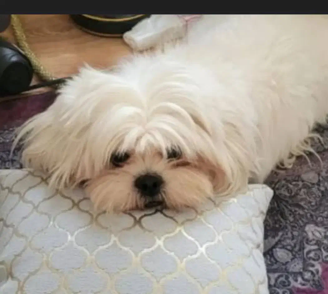 سگ گم شده مژگانی به یابنده8تومن|سگ|کرمان, |دیوار