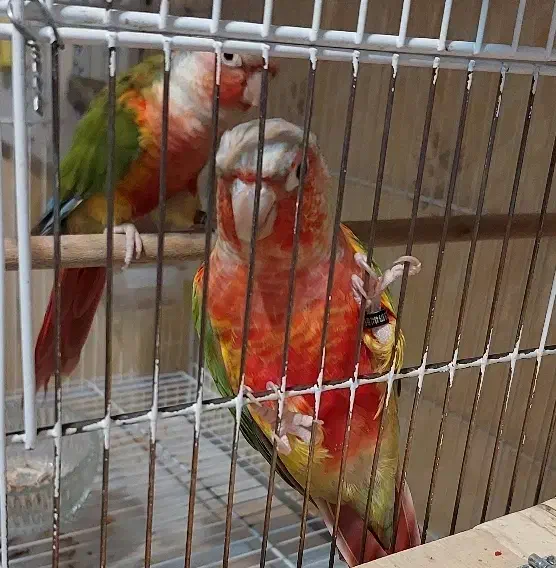 جفت گرینچیک آناناسی دبل رد اکستریم نر و ماده بالغ|پرنده|مشهد, سعد آباد|دیوار