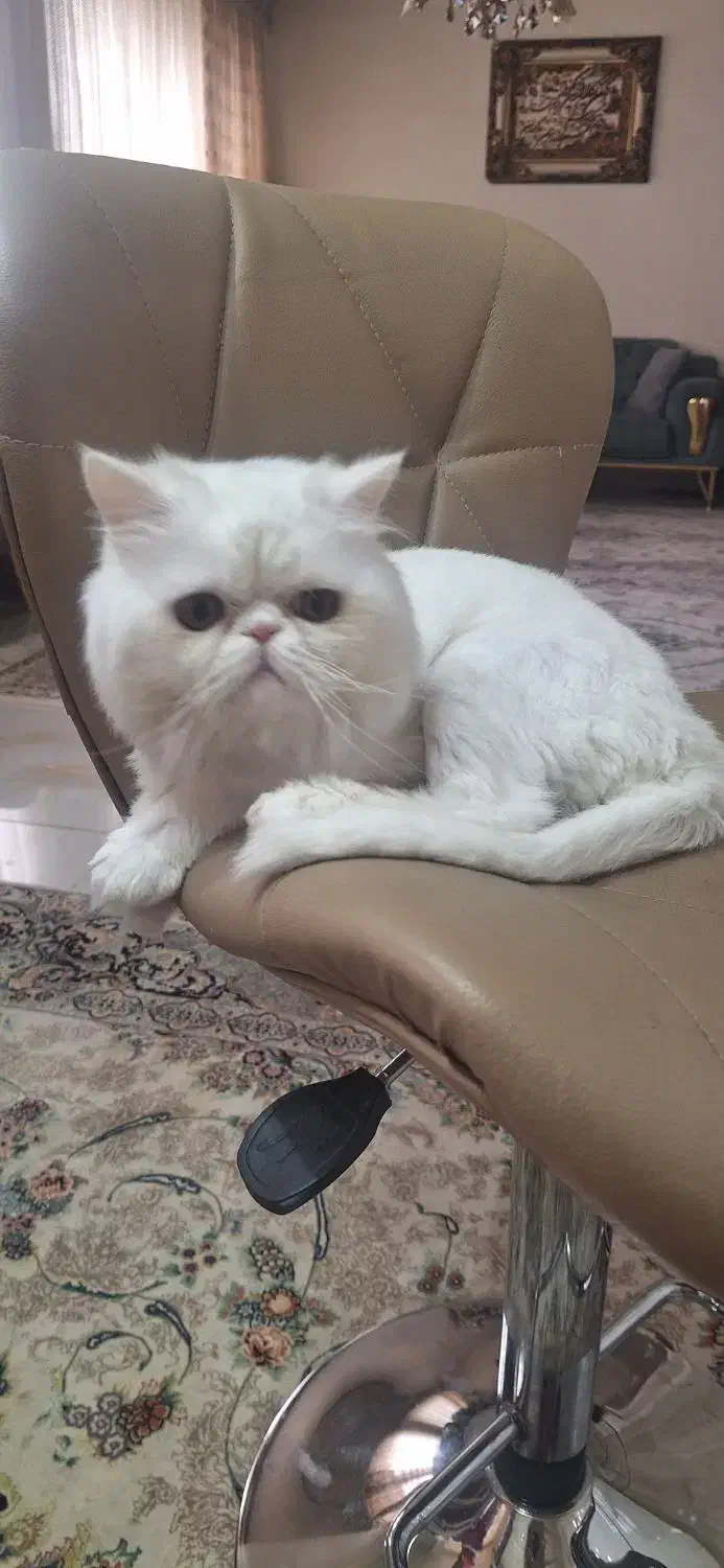 گربه پرشین سوپر فلت نر|گربه|تبریز, |دیوار