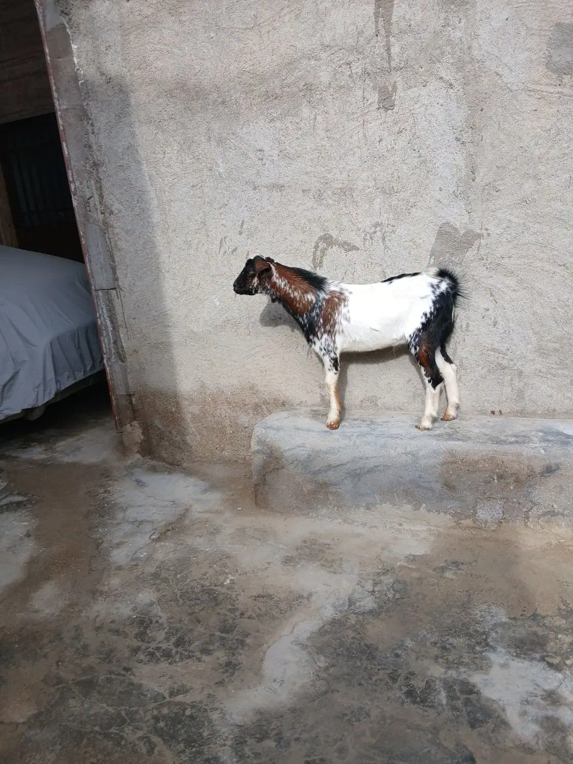 نری|حیوانات مزرعه|قشم, |دیوار