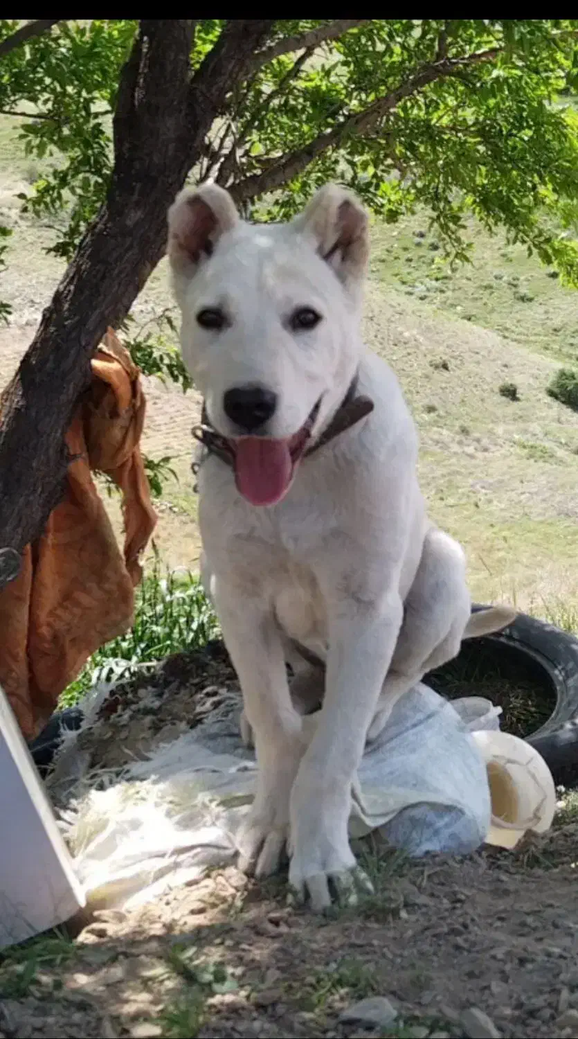 واگذاری سگ قبول میکنم|سگ|سنندج, |دیوار