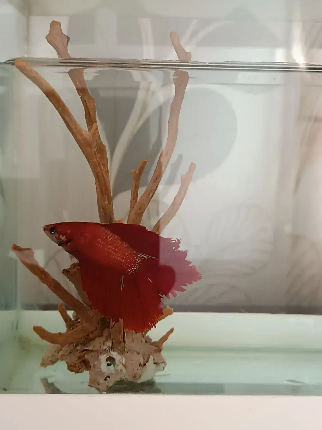 سه ماهی فایتر هافمون|ماهی|پاکدشت, پاکدشت (مامازند)|دیوار