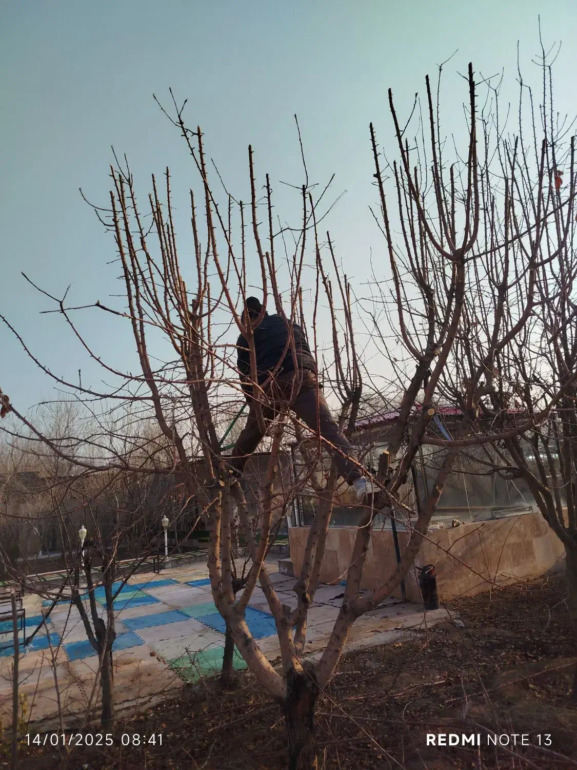 متخصص هرس درختان میوه و درختان خیابان|خدمات باغبانی و درختکاری|اسلامشهر, صادقیه|دیوار