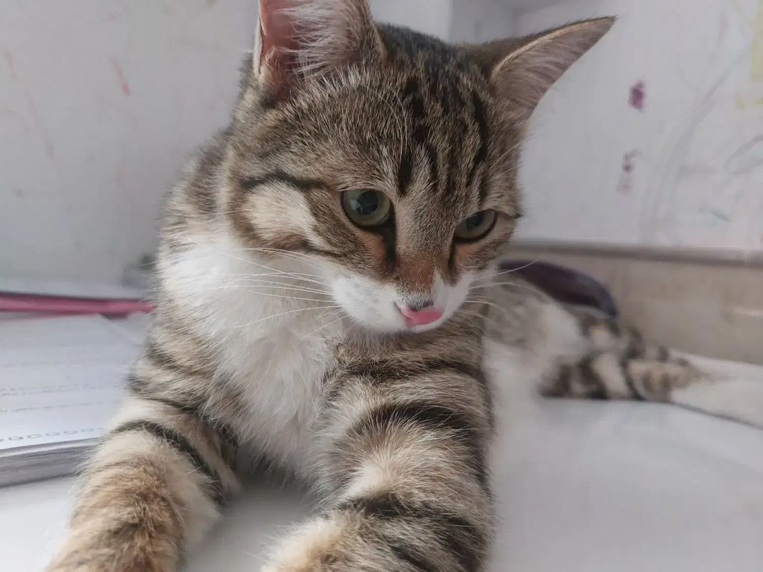 گم شده|حیوانات|رفسنجان, |دیوار