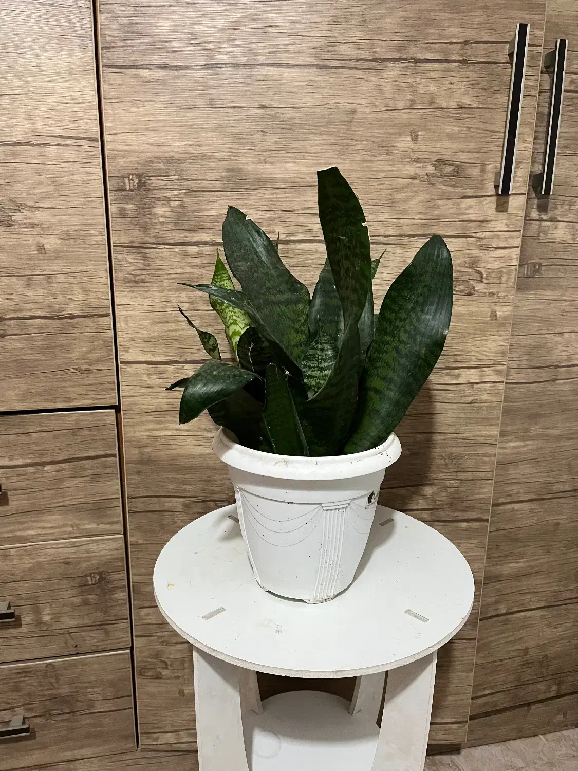 گل های زینتی اپارتمانی|گل و گیاه طبیعی|لاهیجان, شهرک جانبازان|دیوار