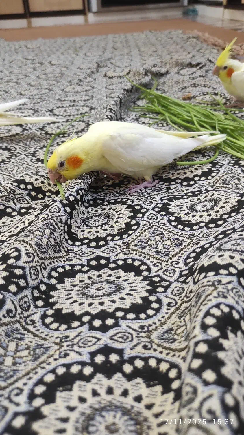 جوجه عروس|پرنده|اردکان, |دیوار