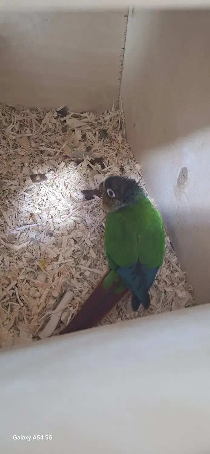 ۲ جفت گرینچیک|پرنده|کارون, |دیوار