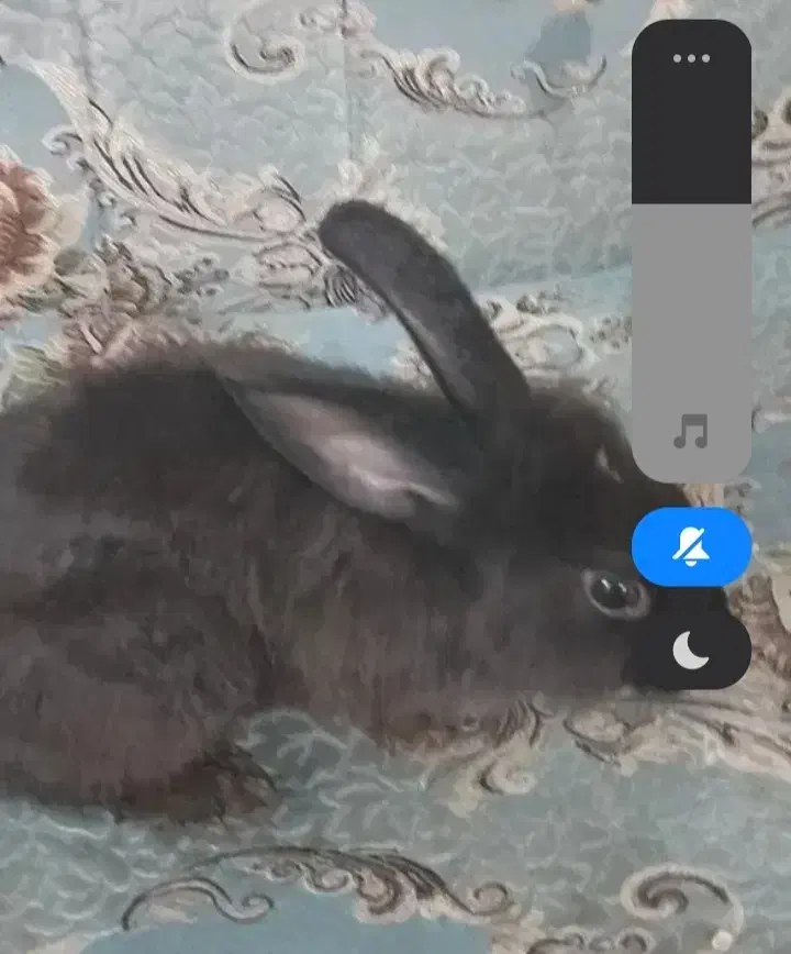 خرگوش|موش و خرگوش|صفادشت, |دیوار