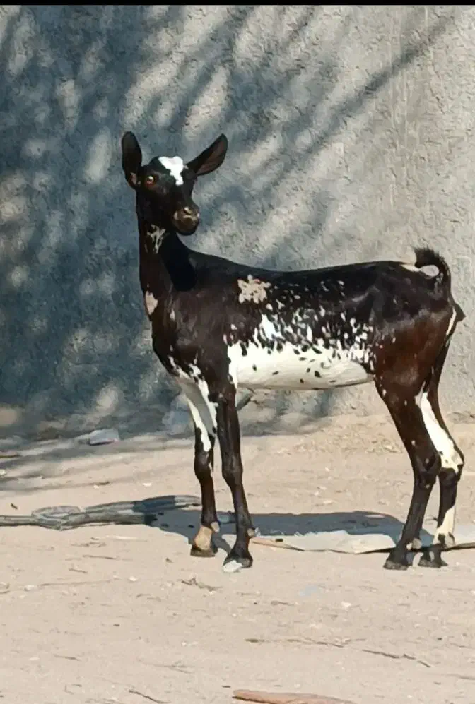 بز صلاله آبستن|حیوانات مزرعه|بندرعباس, |دیوار