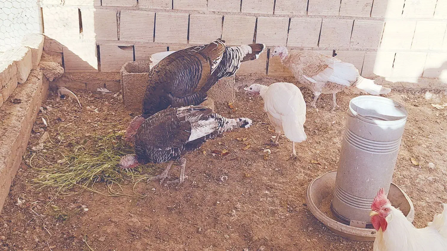 بوقلمون از ۳ نژاد|حیوانات مزرعه|رودشت (اصفهان), |دیوار